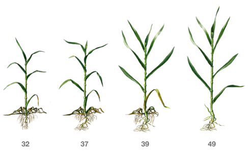 fejlődésmenet ábra